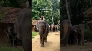 Rani 🐘                                                                #elephant #srilanka #travel