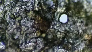 Microscope Lounge Pre-release Demo