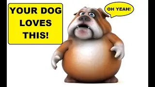 How to Pet Your Dog in a Way They'll Love! #dog #doglover #doglife #howto #pets #petlover #animals