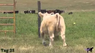 Schultz Farms-Tag 25