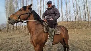 16 январь +996 222 156 992 Белгилуу прастой саттылат #кыргызстан #узбекистон #отбозор  #атбазар 