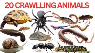 Crawlling Animals Name With Fun Facts| Learn 20 Crawlling Animals Name|रेंगने वाले जीवों के नाम|