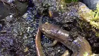 Feeding a Dusky Salamander with forceps