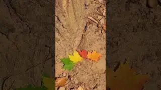 AMAZING! Fall Colors and the Different Leaf Colors #followme #subscribe #byklife #autumnleaves #fall
