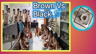 Brown Vs Black magic ✨# Oxidation and Reduction of Cu and CuO respectively 