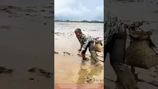 U-Fork Eel Capture : Rotational Technique in Coastal Silt