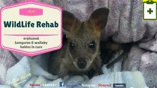 orphaned kangaroo & wallaby babies in care