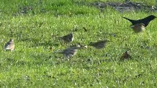 Optimal foraging - mixed species flock of redwings and blackbirds foraging on berries