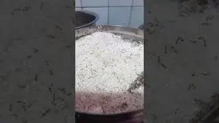 ant in sugar
