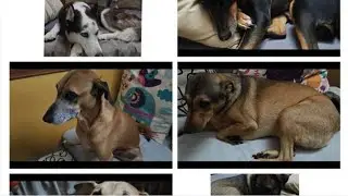 Name Drops & Tail Wags - Introducing My Chaos Crew 🐶🐾