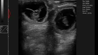 Dramiński 4Vet Slim - ciąża kocia / cat pregnacy
