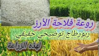 مراحل زراعة الأرز بكل تفاصيلها- منطقة الغرب، اقليم القنيطرة، المغرب.