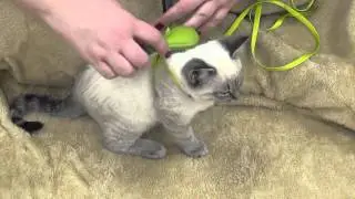 Li'l Pals&reg; Bristle Brush for Kittens or Petite Cats
