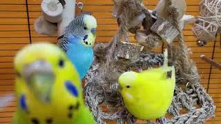7 hours of budgie sounds