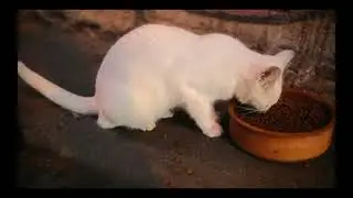 Important white cats,a miracle of nature. They mesmerize with their beauty, white cats are truly 