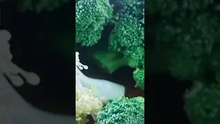 ப்ரோக்கோலி 10 நன்மைகள் | Broccoli Benefits #shorts #shortsfeed