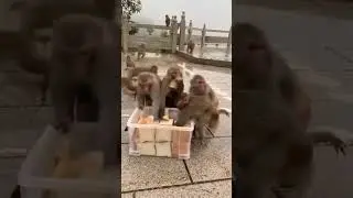 Breakfast time - monkeys #trending #funny #youtubeshorts #hanuman