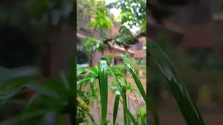 #bannugull #insta360 #nature #4k #instaoner