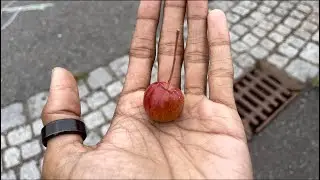 Tiny Apple in W&uuml;rzburg| Fruit hunt | Rottenbauer| Germany