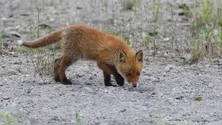 red jackal