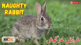 Sharrati Khargosh|Naughty Rabbit|Urdu Kahani|Hindi Kahani|JK TV #animals