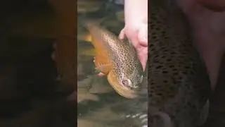 These Fish Came to the U.S. in 1883 from Germany