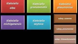 Dominio Bacteria: Phylum Proteobacteria 27 - Gammaproteobacteria - Enterobacteriaceae -Klebsiella