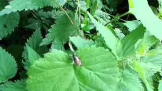 Leucochloridium paradoxum - Green-banded broodsac
