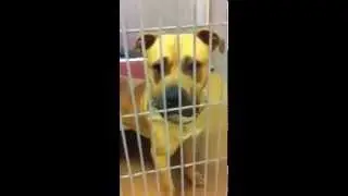 TBone video