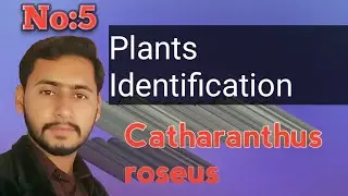 Catharanthus roseus | Botanical name of Sadabahar | Periwincle | Madagascar | Old maid | Pir Ghulam