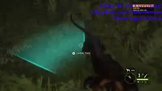 Elk Hunt / Training Cosmo