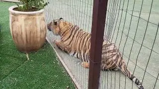Tiger not letting his guard down!