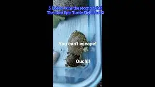 Turtle Pet Top 10 Best and Most Popular Shorts Subscribe to@ninthetortoise381