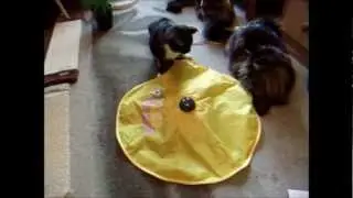 Fryga and Undercover Mouse