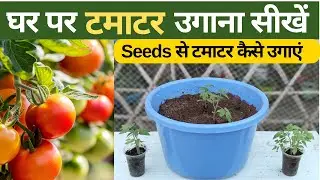 How to grow tomatoes? | Grow Tomato Plant at Home 🍅 Seeds to Healthy Plant | Repotting & Care Tips |