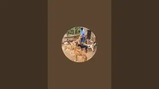 Care dogs family 🐕  is live