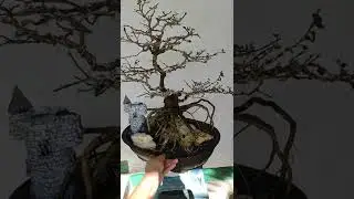 After detailing, refining and repotting my kamuning bilog bonsai.