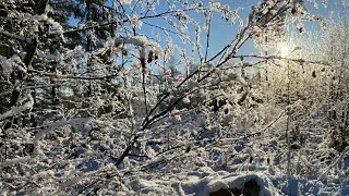 Saxen lite b&auml;ttre efter julens mekande med putor och fj&auml;drar