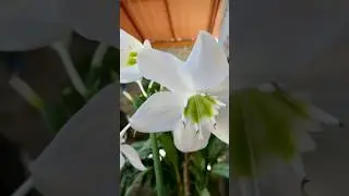 6 Flores que n&atilde;o precisam de sol.