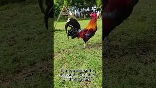 Mclean Hatch and it's origin
