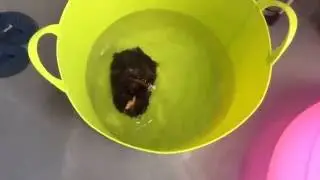 Guinea Pig JUMPS out of Pool
