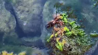 Краб держится 8-ю лапками за камень. Щиплет и кушает водоросли клешнями. Прозрачная вода #sea #crab