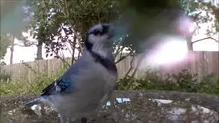Blue Jay At Wild Birds Unlimited Evans Bird Bath from @wildbirdsunlimited  - November 2022