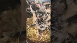 Avicularia juruensis M2 mating