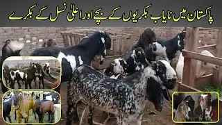 پاکستان میں نایاب بکریوں کے بچے اور اعلیٰ نسل کے بکرے