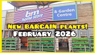 Новые растения по выгодным ценам в садовом центре B&M появятся в феврале 2026 года + редкое расте...