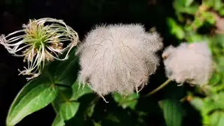 Clematis integrifolia in september