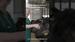 How to Care for Cattle!