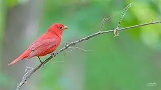 Summer Tanager