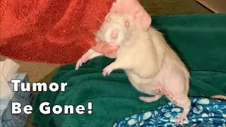 Potato Got Her Tumor Removed!